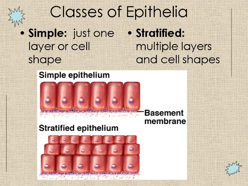 Simple:  just one layer or cell shape Stratified:  multiple layers and cell